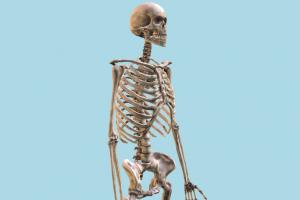 Human Skeleton Human Skeleton-4